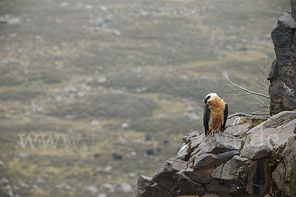 Bartgeier sspec. (Gypaetus barbatus meridionalis)