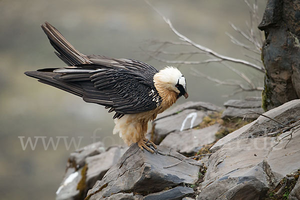 Bartgeier sspec. (Gypaetus barbatus meridionalis)