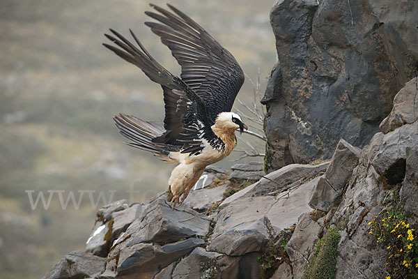 Bartgeier sspec. (Gypaetus barbatus meridionalis)