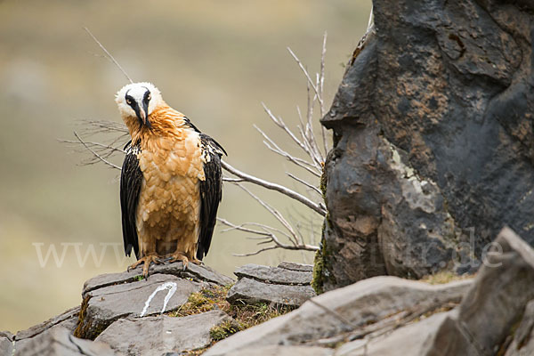 Bartgeier sspec. (Gypaetus barbatus meridionalis)