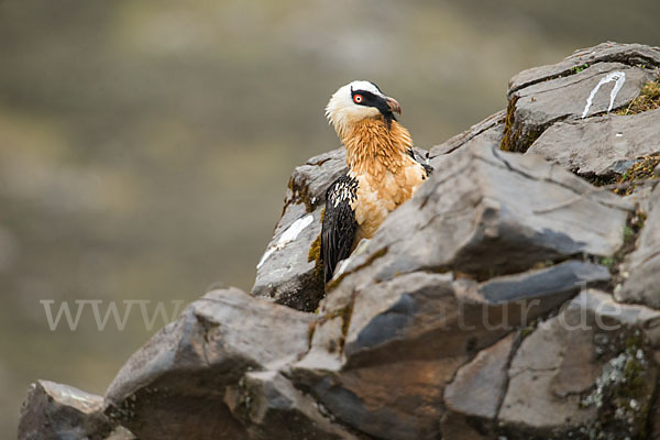 Bartgeier sspec. (Gypaetus barbatus meridionalis)