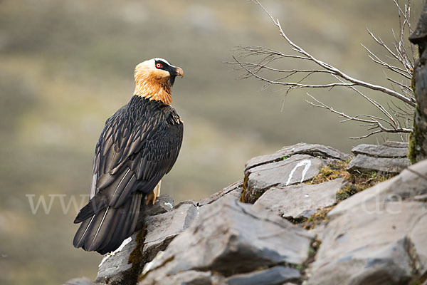 Bartgeier sspec. (Gypaetus barbatus meridionalis)