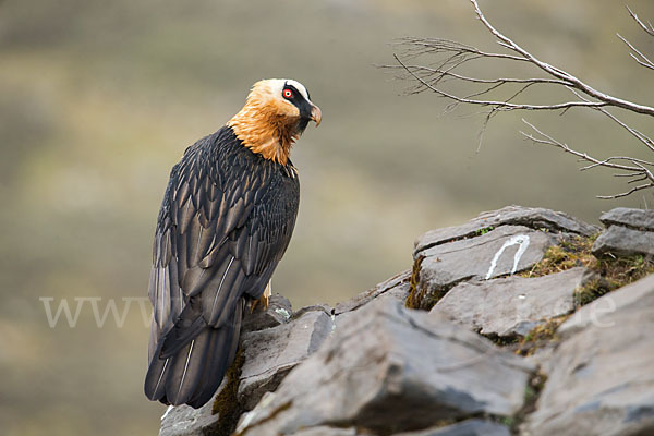 Bartgeier sspec. (Gypaetus barbatus meridionalis)