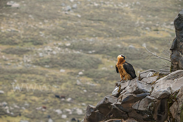 Bartgeier sspec. (Gypaetus barbatus meridionalis)