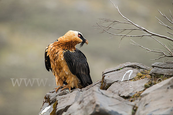 Bartgeier sspec. (Gypaetus barbatus meridionalis)