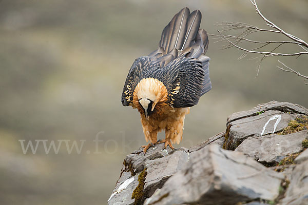 Bartgeier sspec. (Gypaetus barbatus meridionalis)