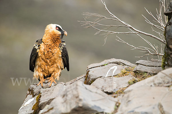 Bartgeier sspec. (Gypaetus barbatus meridionalis)