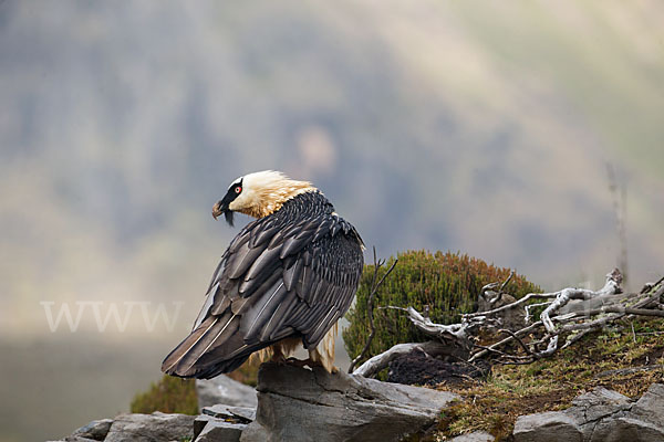 Bartgeier sspec. (Gypaetus barbatus meridionalis)