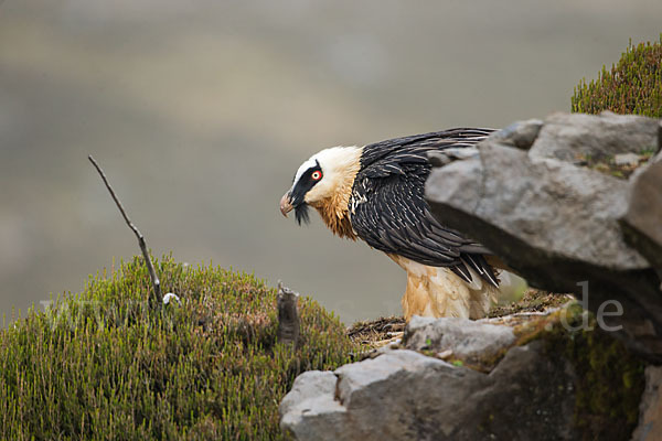 Bartgeier sspec. (Gypaetus barbatus meridionalis)