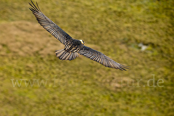 Bartgeier sspec. (Gypaetus barbatus meridionalis)