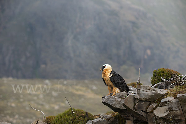 Bartgeier sspec. (Gypaetus barbatus meridionalis)