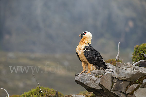 Bartgeier sspec. (Gypaetus barbatus meridionalis)