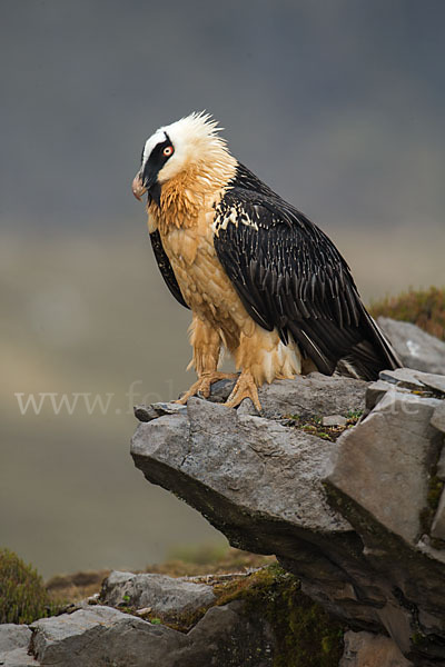 Bartgeier sspec. (Gypaetus barbatus meridionalis)