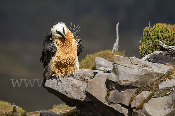 Bartgeier sspec. (Gypaetus barbatus meridionalis)