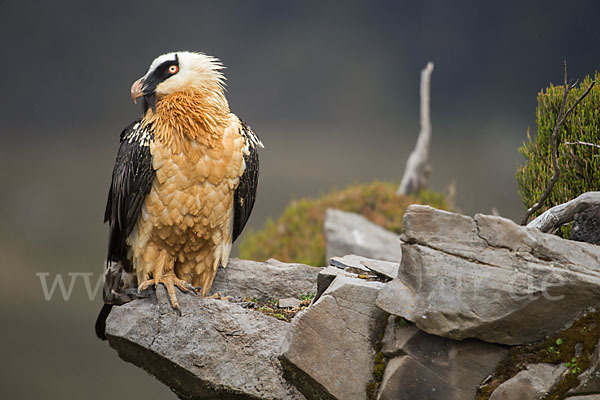 Bartgeier sspec. (Gypaetus barbatus meridionalis)