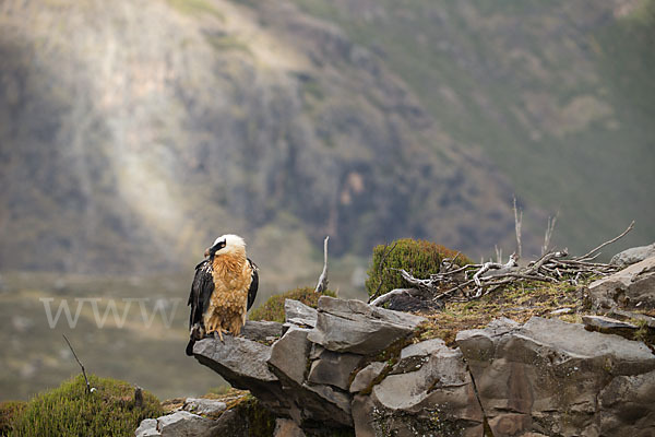 Bartgeier sspec. (Gypaetus barbatus meridionalis)