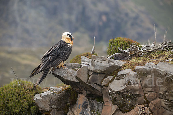 Bartgeier sspec. (Gypaetus barbatus meridionalis)