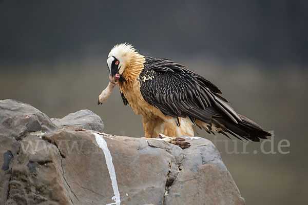 Bartgeier sspec. (Gypaetus barbatus meridionalis)