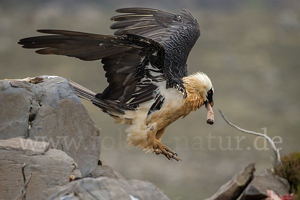 Bartgeier sspec. (Gypaetus barbatus meridionalis)