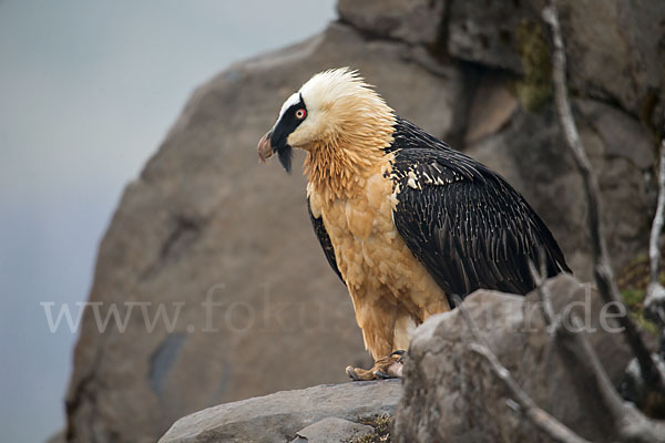 Bartgeier sspec. (Gypaetus barbatus meridionalis)