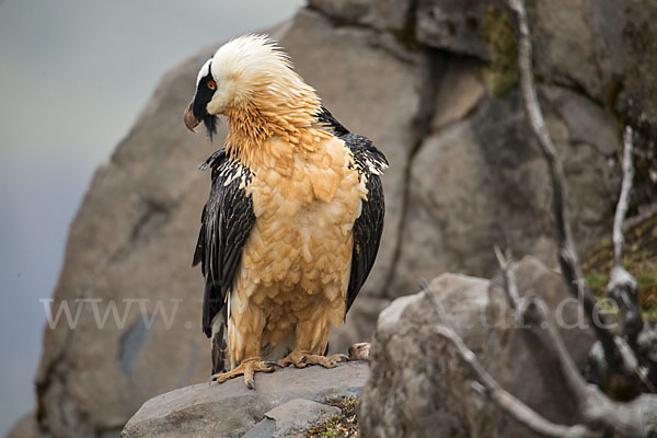 Bartgeier sspec. (Gypaetus barbatus meridionalis)