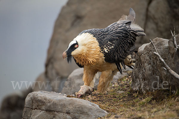 Bartgeier sspec. (Gypaetus barbatus meridionalis)