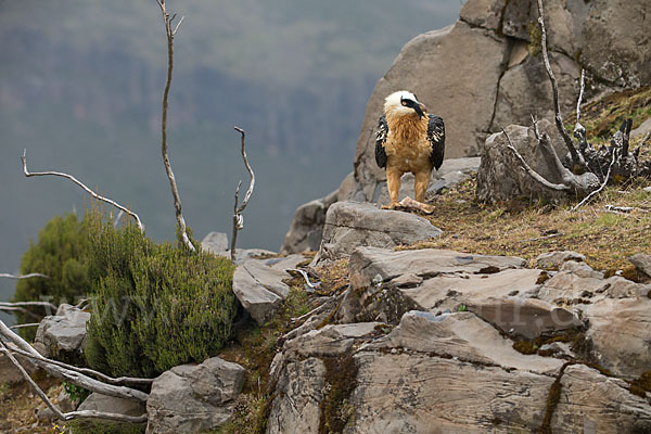 Bartgeier sspec. (Gypaetus barbatus meridionalis)