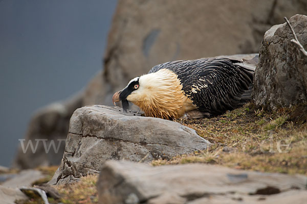 Bartgeier sspec. (Gypaetus barbatus meridionalis)