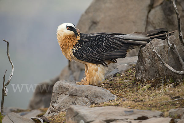 Bartgeier sspec. (Gypaetus barbatus meridionalis)