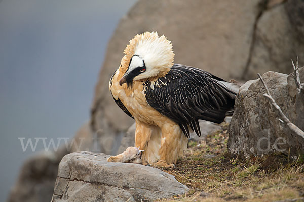 Bartgeier sspec. (Gypaetus barbatus meridionalis)