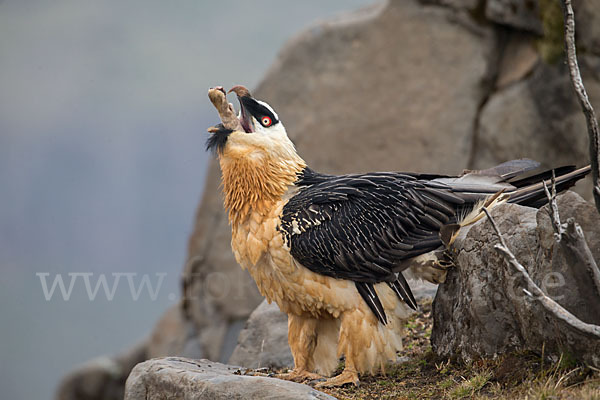 Bartgeier sspec. (Gypaetus barbatus meridionalis)