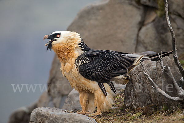 Bartgeier sspec. (Gypaetus barbatus meridionalis)