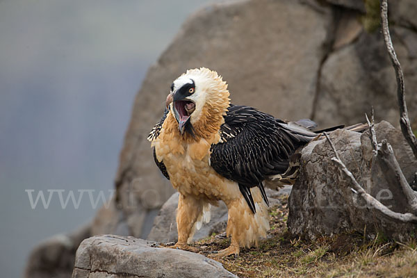 Bartgeier sspec. (Gypaetus barbatus meridionalis)