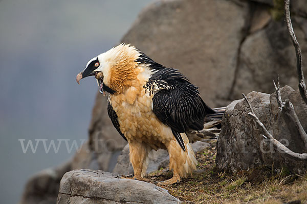 Bartgeier sspec. (Gypaetus barbatus meridionalis)