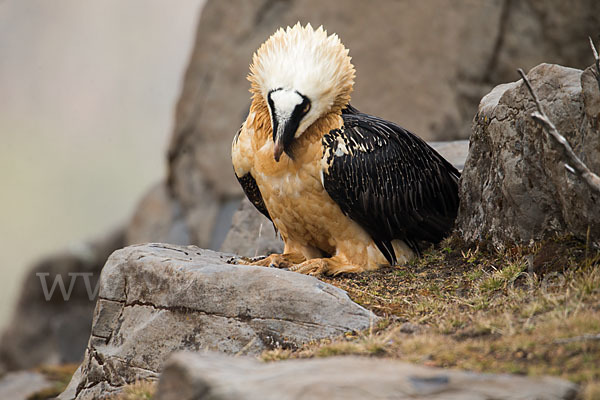 Bartgeier sspec. (Gypaetus barbatus meridionalis)