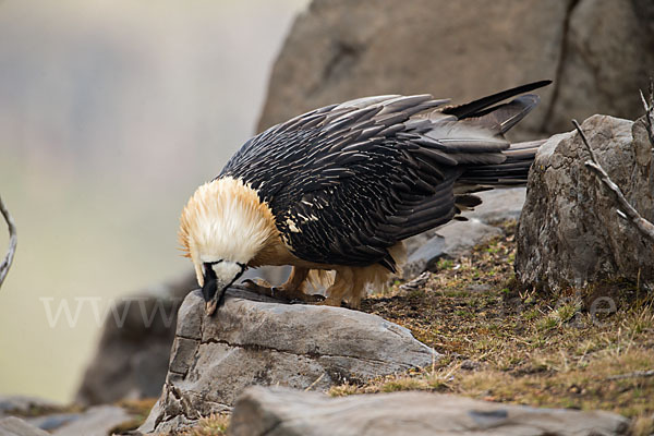 Bartgeier sspec. (Gypaetus barbatus meridionalis)