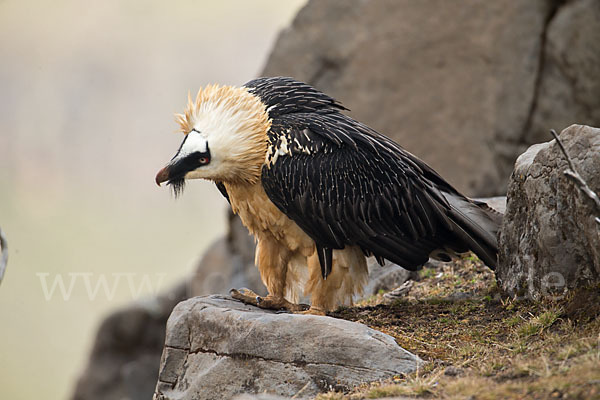 Bartgeier sspec. (Gypaetus barbatus meridionalis)