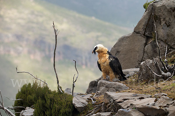 Bartgeier sspec. (Gypaetus barbatus meridionalis)