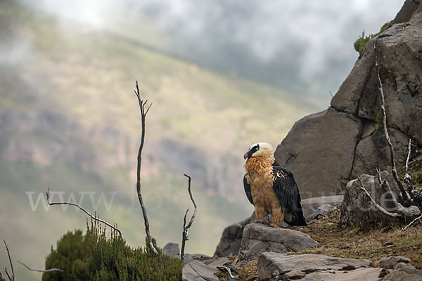 Bartgeier sspec. (Gypaetus barbatus meridionalis)