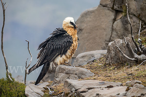 Bartgeier sspec. (Gypaetus barbatus meridionalis)