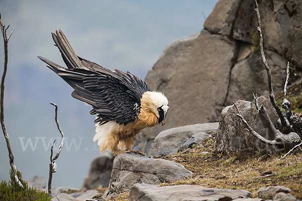 Bartgeier sspec. (Gypaetus barbatus meridionalis)