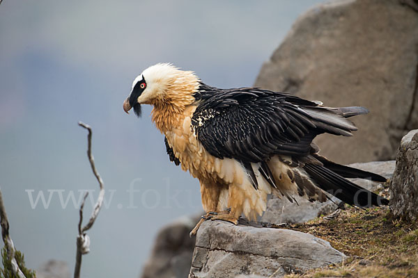 Bartgeier sspec. (Gypaetus barbatus meridionalis)