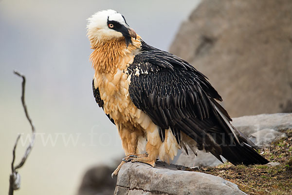 Bartgeier sspec. (Gypaetus barbatus meridionalis)