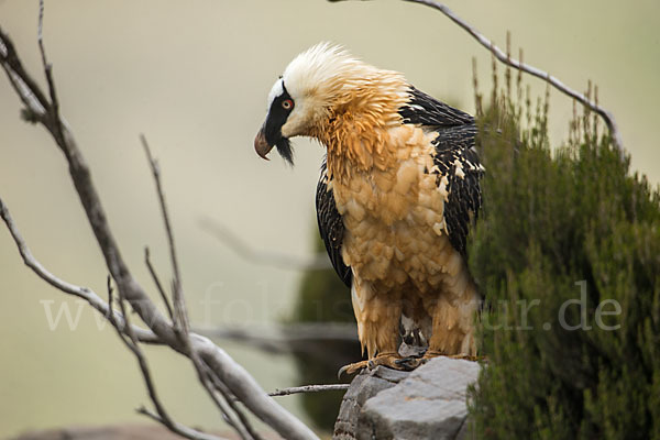 Bartgeier sspec. (Gypaetus barbatus meridionalis)