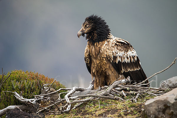 Bartgeier sspec. (Gypaetus barbatus meridionalis)