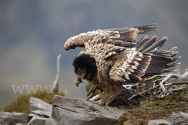 Bartgeier sspec. (Gypaetus barbatus meridionalis)