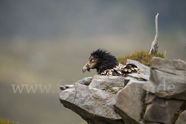 Bartgeier sspec. (Gypaetus barbatus meridionalis)