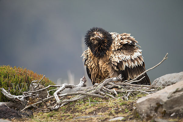 Bartgeier sspec. (Gypaetus barbatus meridionalis)