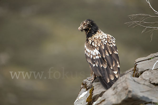 Bartgeier sspec. (Gypaetus barbatus meridionalis)