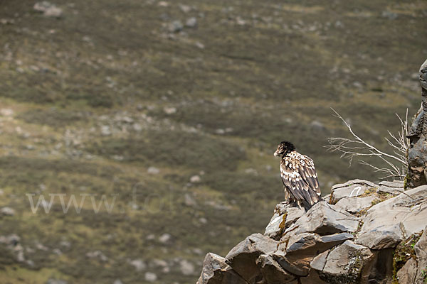 Bartgeier sspec. (Gypaetus barbatus meridionalis)